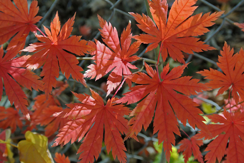 Maple Leaf Gardens - Wikipedia