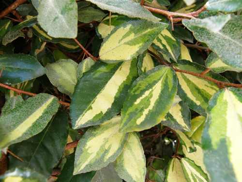 Epipremnum pinnatum - Wikipedia