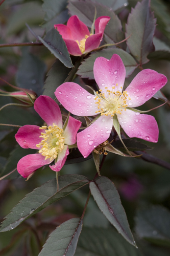 Details about   SHRUB ROSE ROSA GLAUCA Thornless Pink Flowers Red Stems Hardy Flowering 10 Seeds 